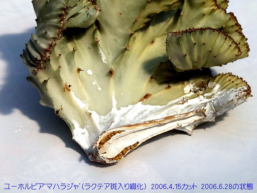 ユーホルビアのカットと発根