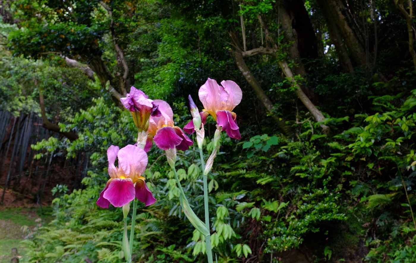 里山に咲く花菖蒲