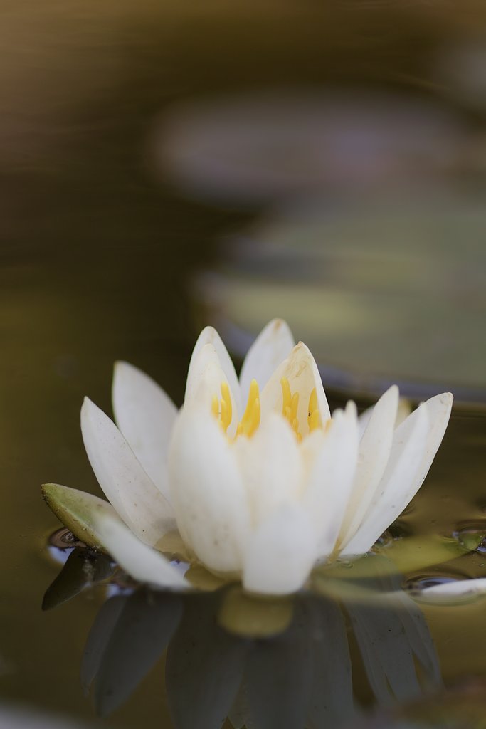 睡蓮