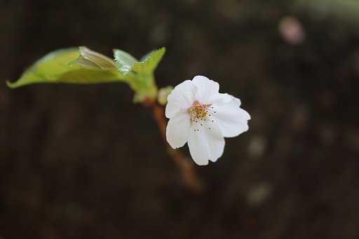 季節が鮮やかに交替していく