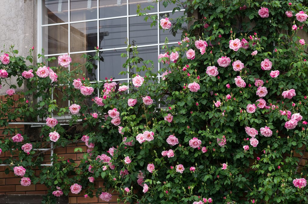蔓薔薇