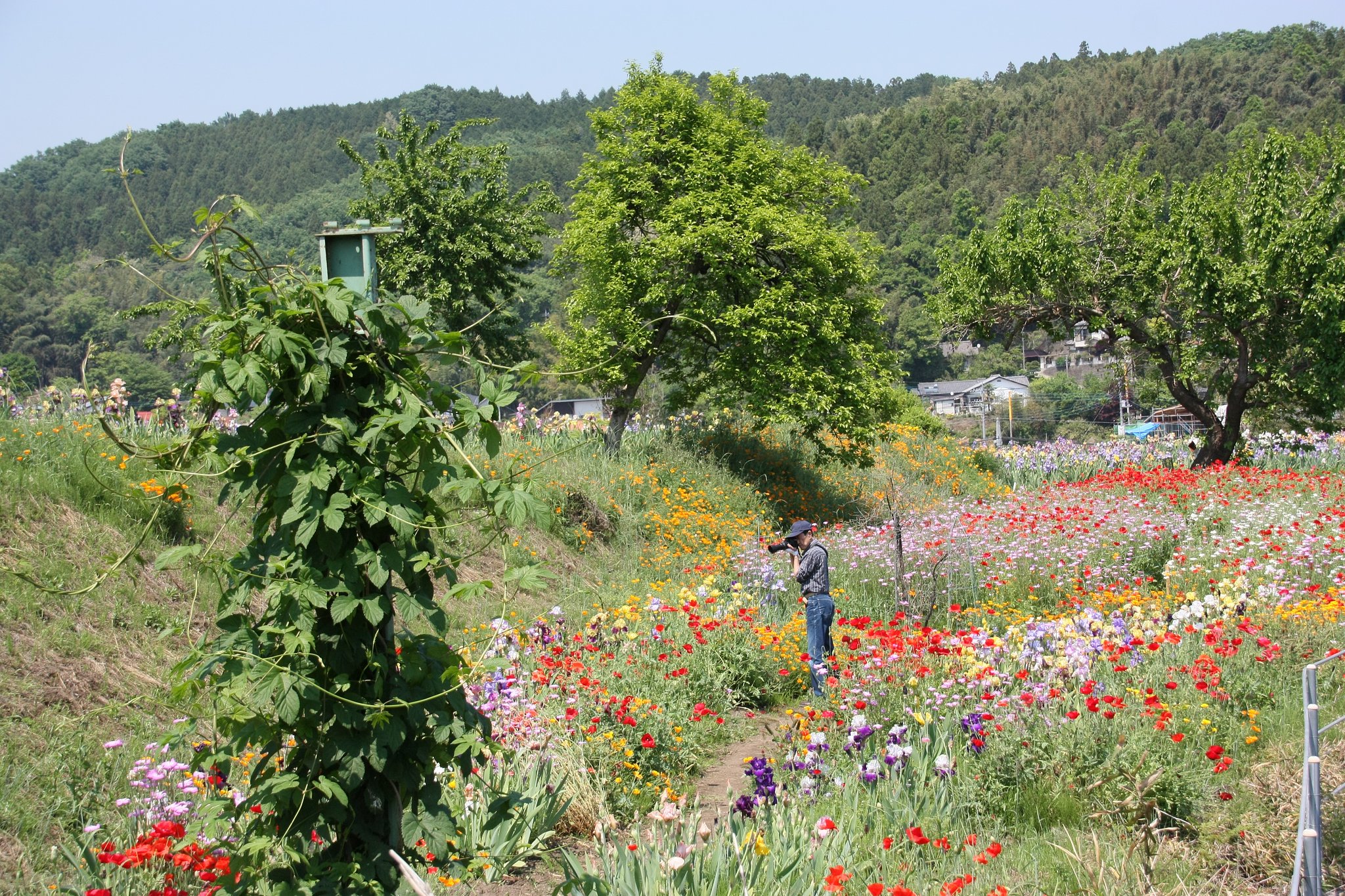 お花畑とじいじ