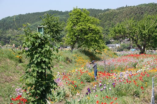 お花畑とじいじ