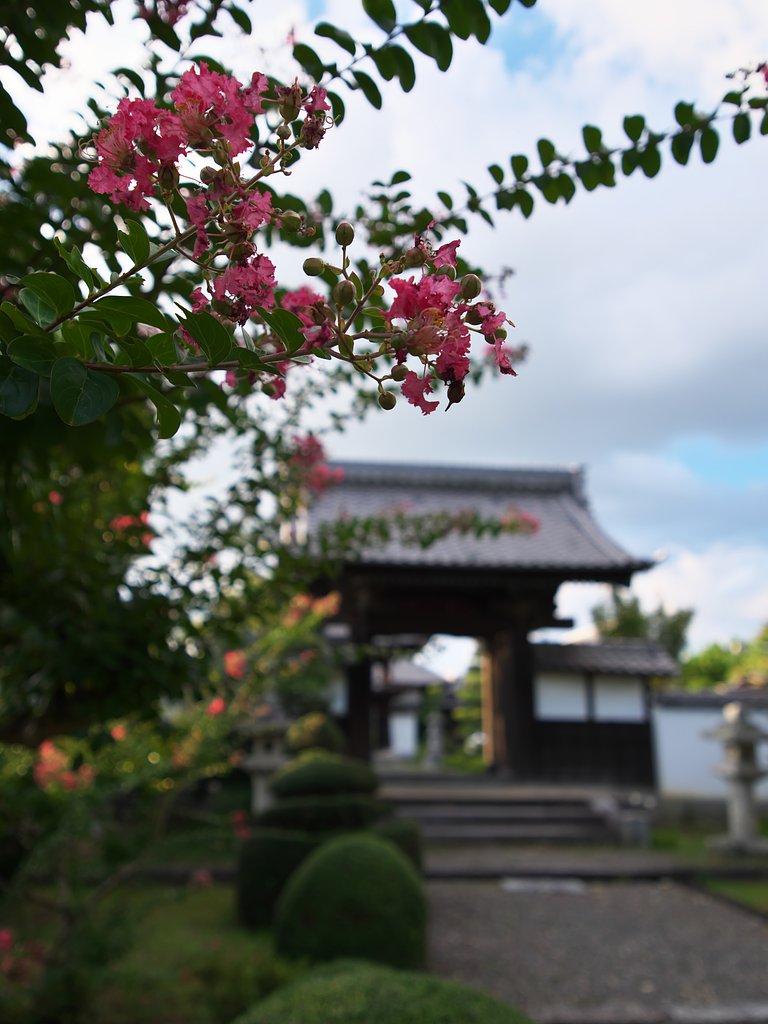 近所の百日紅