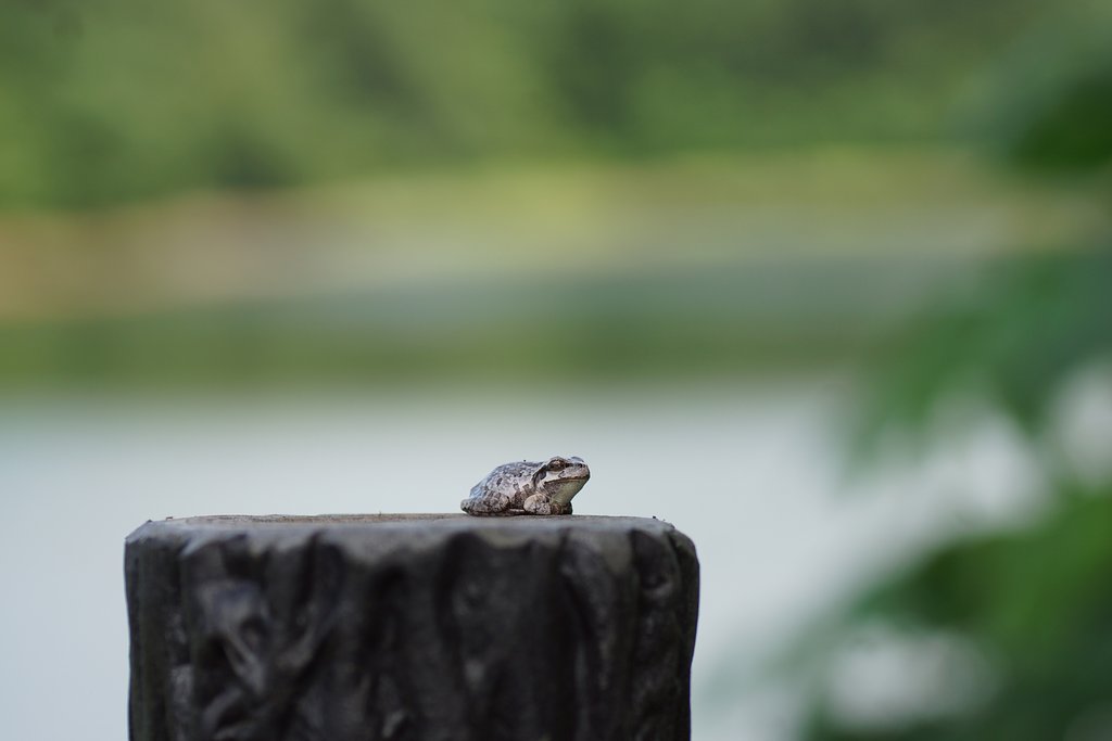 銀色のアマガエル、珍種？新種？