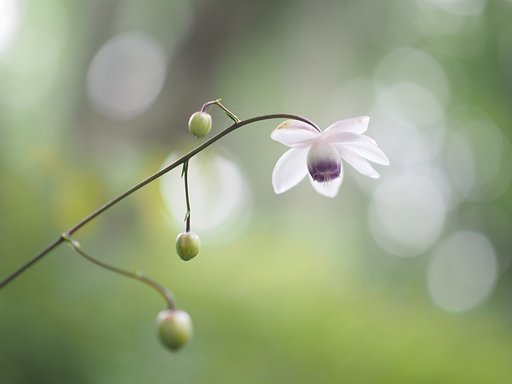森の妖精３
