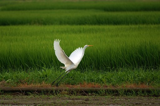 【夏】田圃