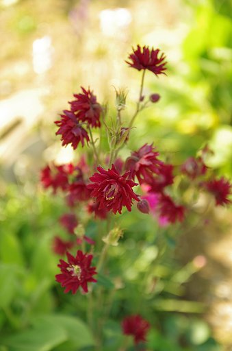 深紅の花
