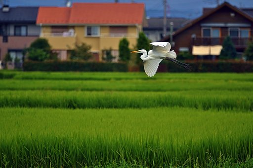 田圃Ⅲ