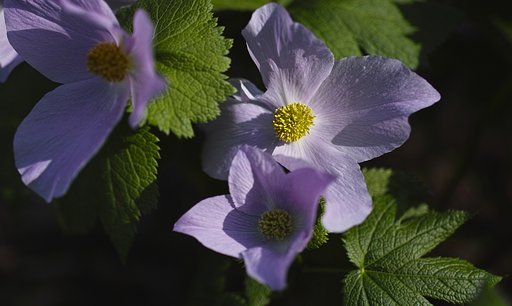 シラネアオイの花