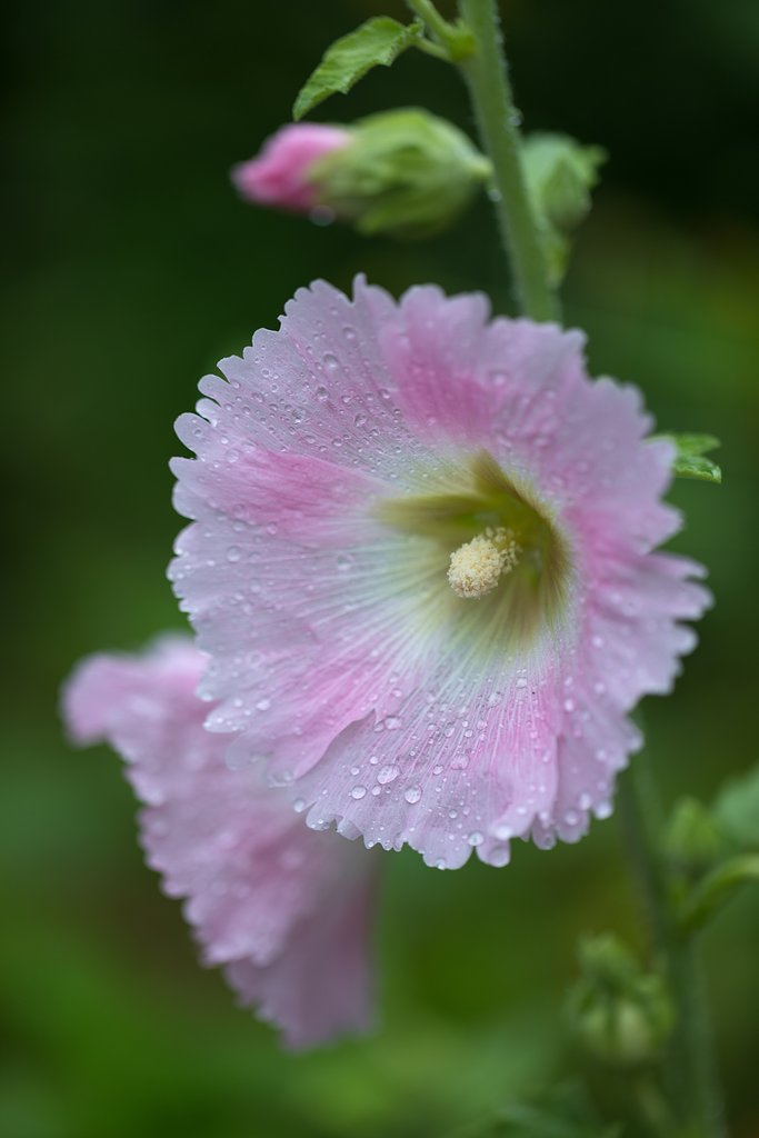 早朝は雨