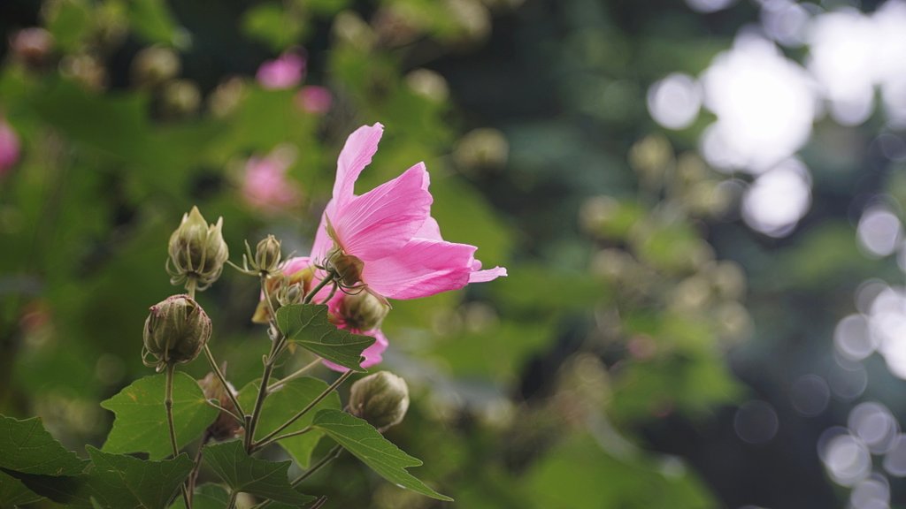 晩夏の公園にて