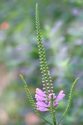花虎の尾 １