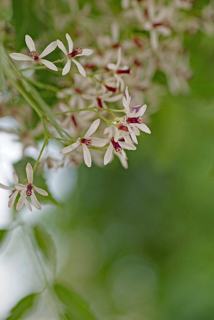 栴檀の花