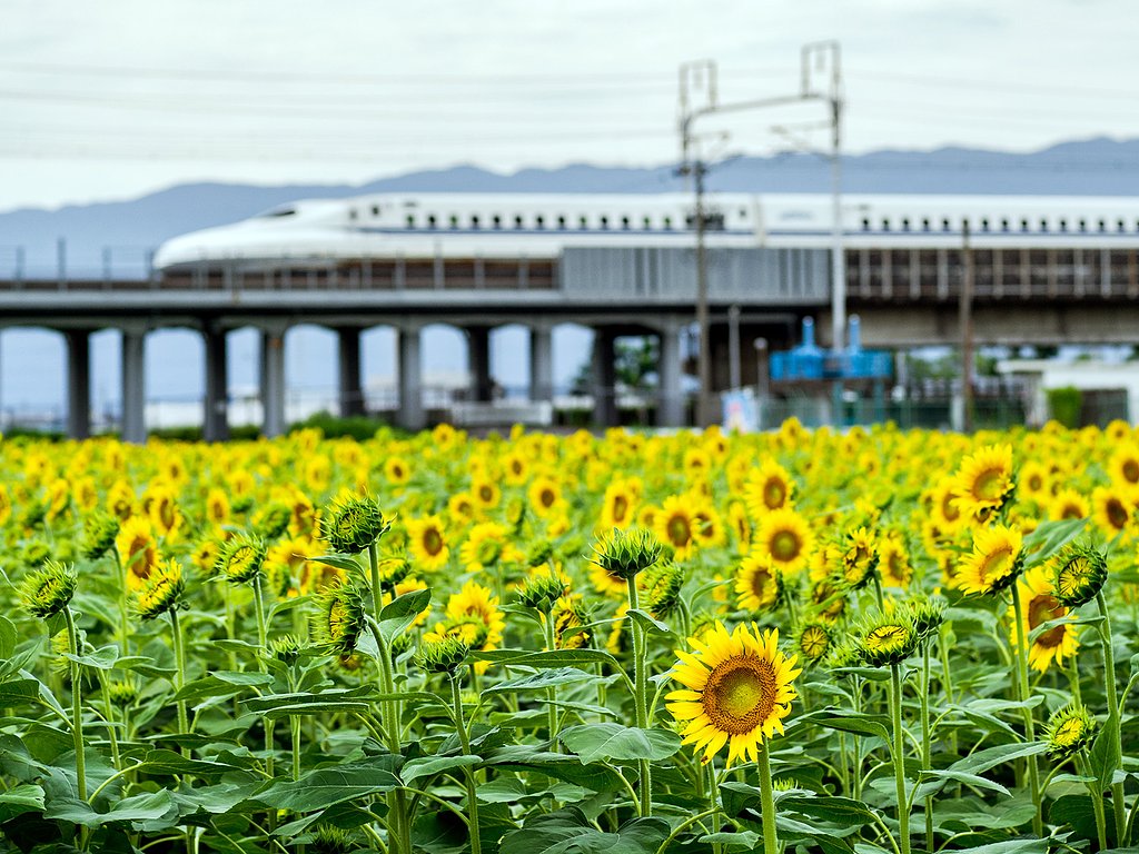 ひまわり