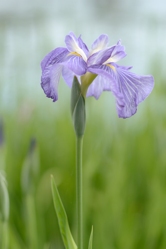 花菖蒲