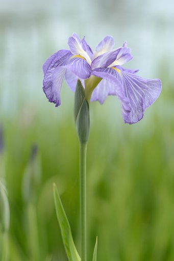 花菖蒲