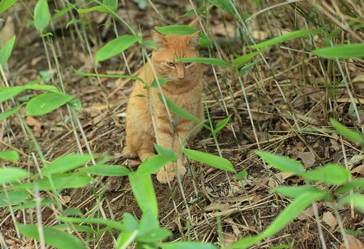野良はいいぜ
