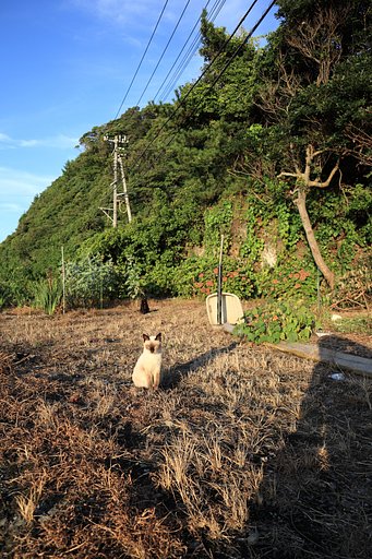 安全距離ｂｙ野良猫