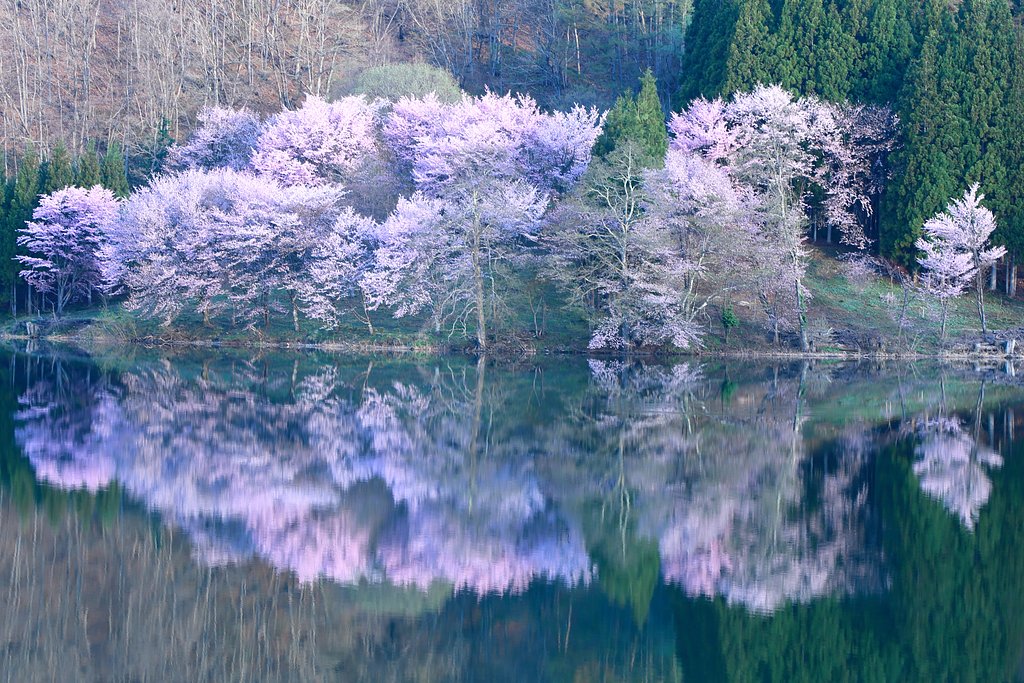 2017 最後の桜