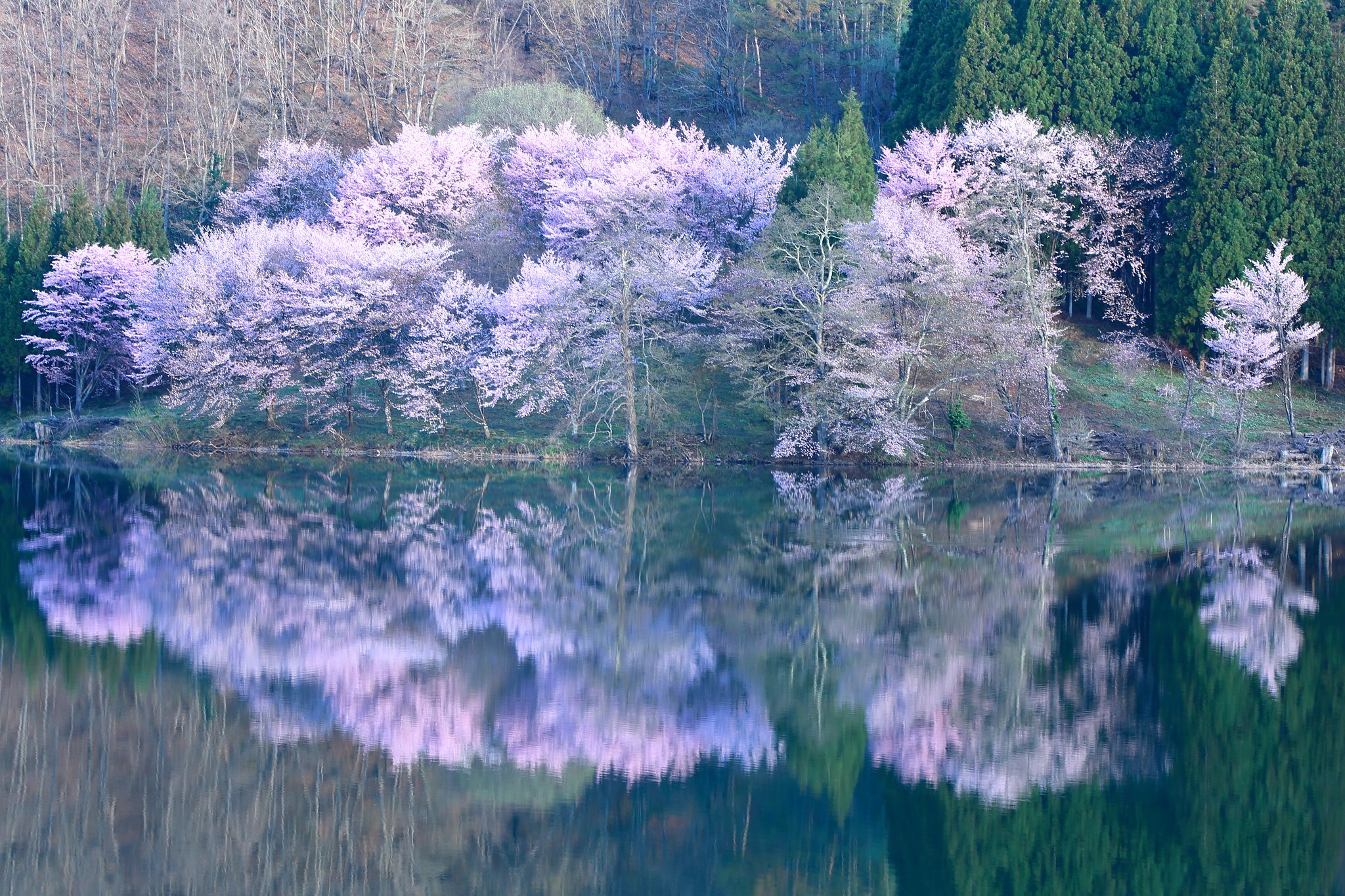 2017 最後の桜