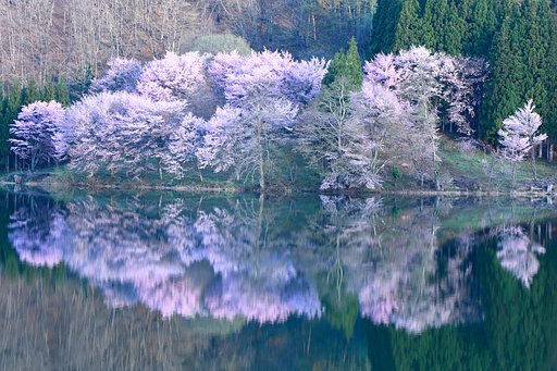 2017 最後の桜