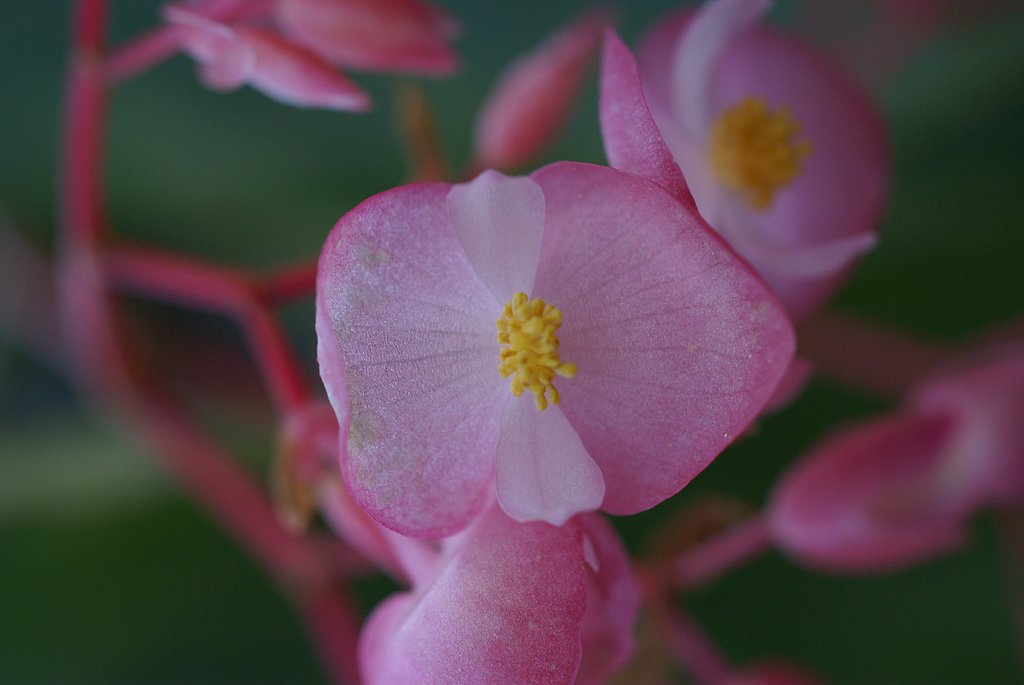 AF50mm F2.8 Macro