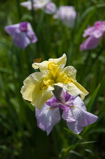 黄菖蒲