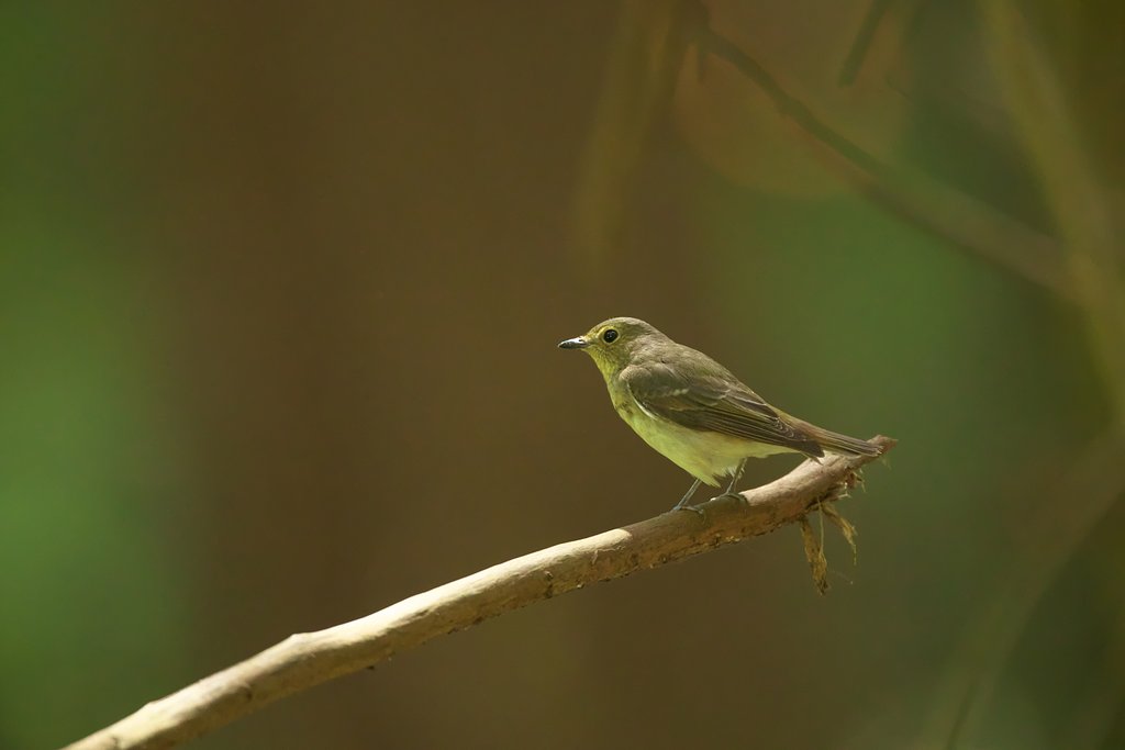 キビタキ♀若