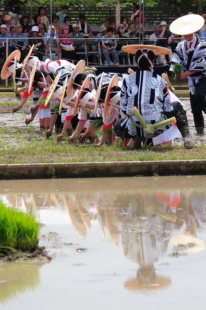 伊雑宮　御田植祭