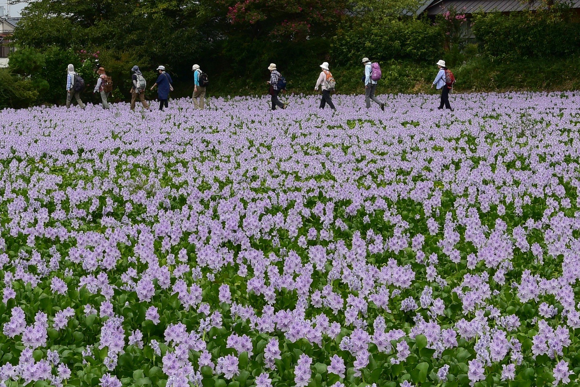 ホテイアオイ花盛り
