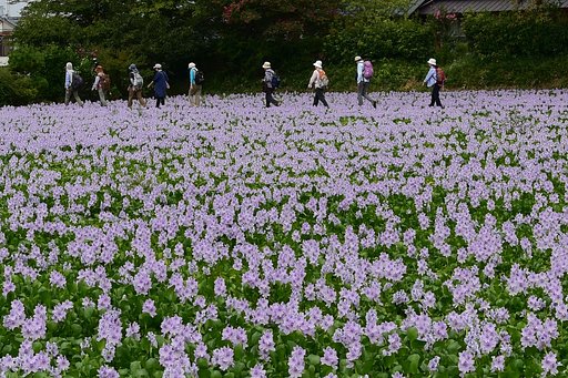 ホテイアオイ花盛り