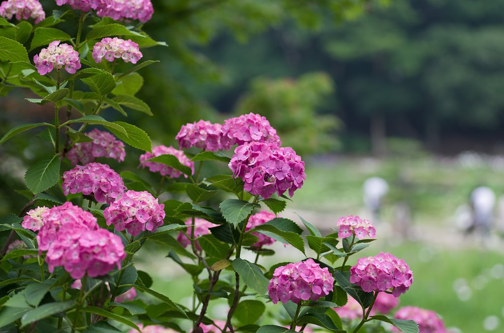 紫陽花