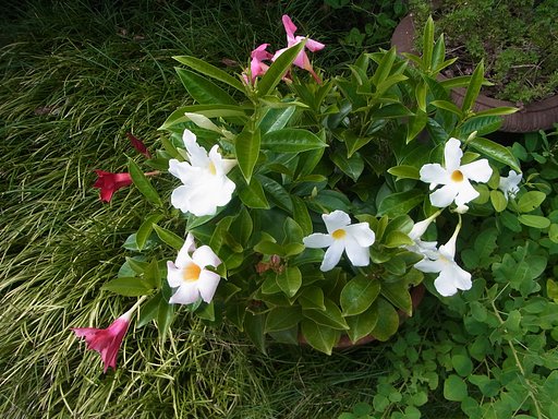 鉢植えのマンデビラ