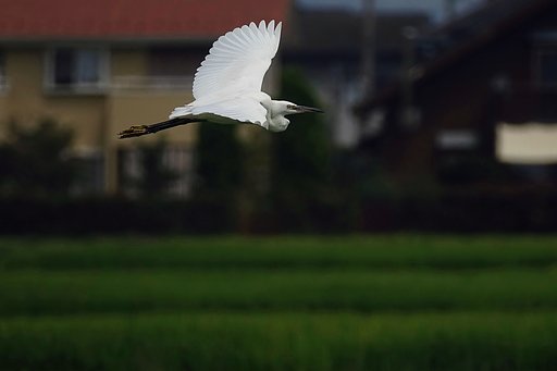 【横顔】白鷺