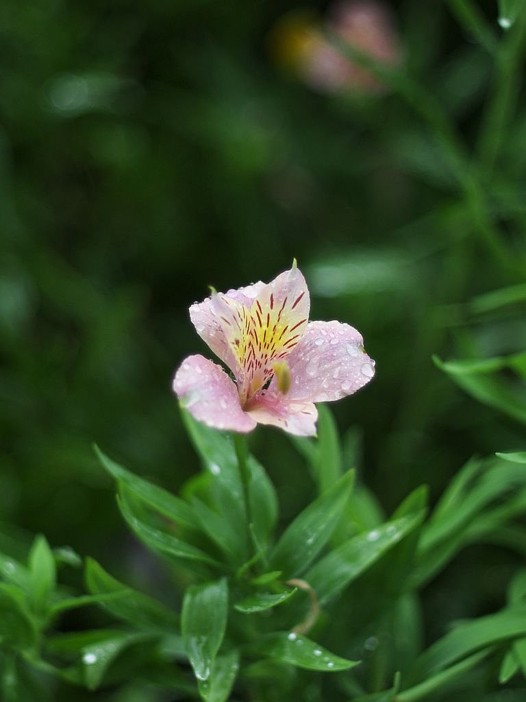 NIKKOR-S 50mm F1.4で