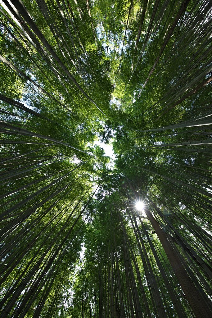 竹林2