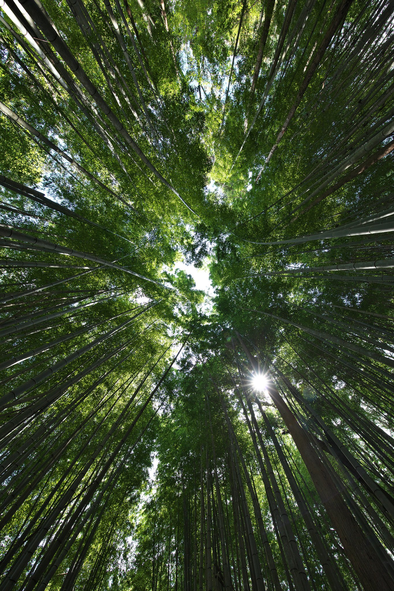 竹林2