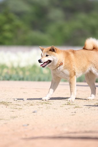 わんこ