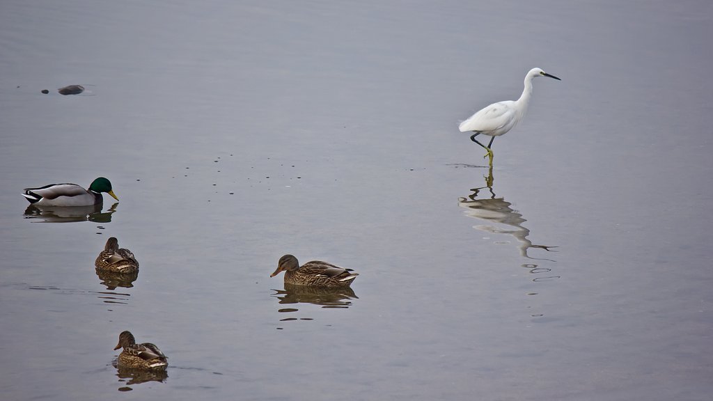 【横顔】 川面の水鳥たち