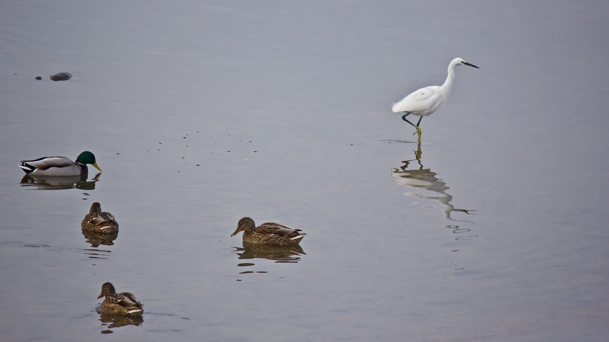 【横顔】 川面の水鳥たち