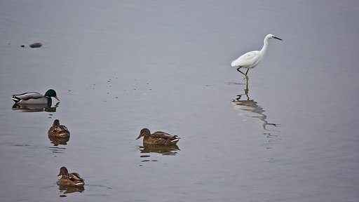 【横顔】 川面の水鳥たち