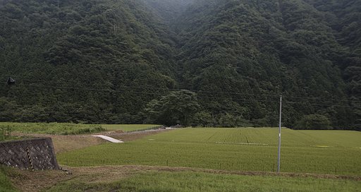 7月29日の写真