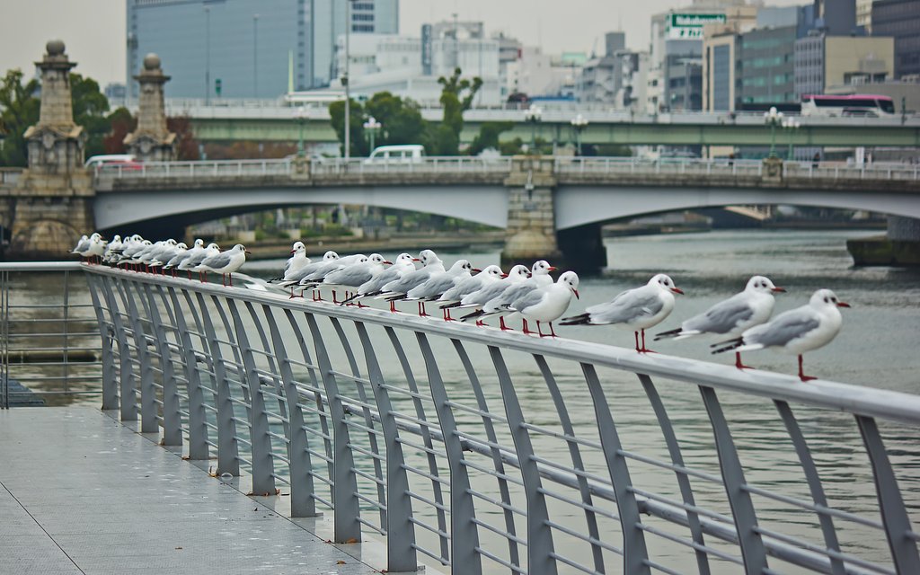 【横顔】 中之島ユリカモメ達