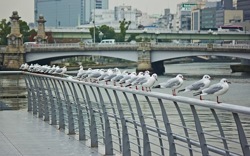 【横顔】 中之島ユリカモメ達