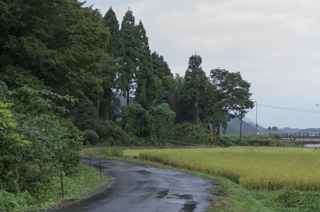 山、農道と稲。