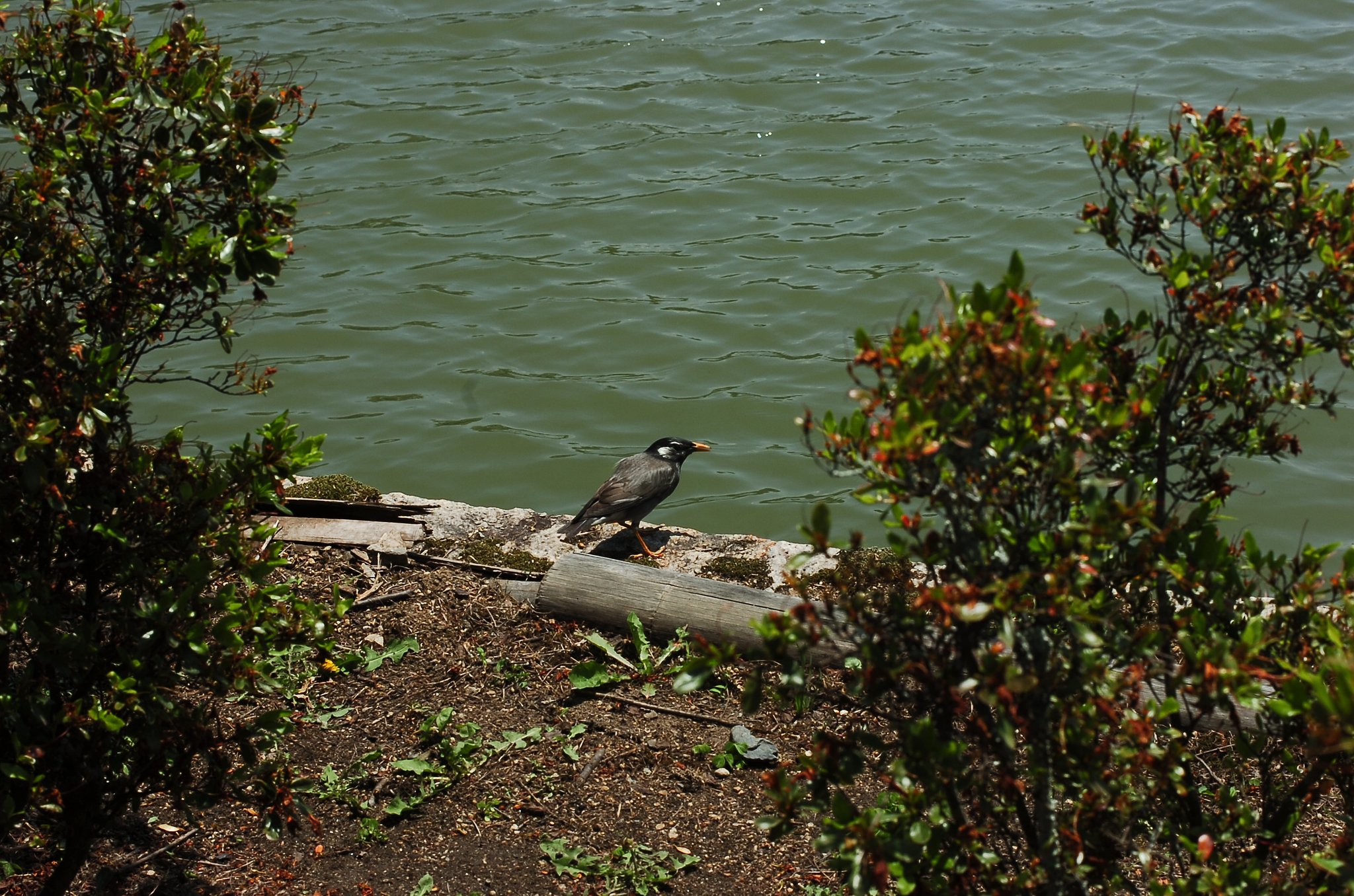 この鳥は?