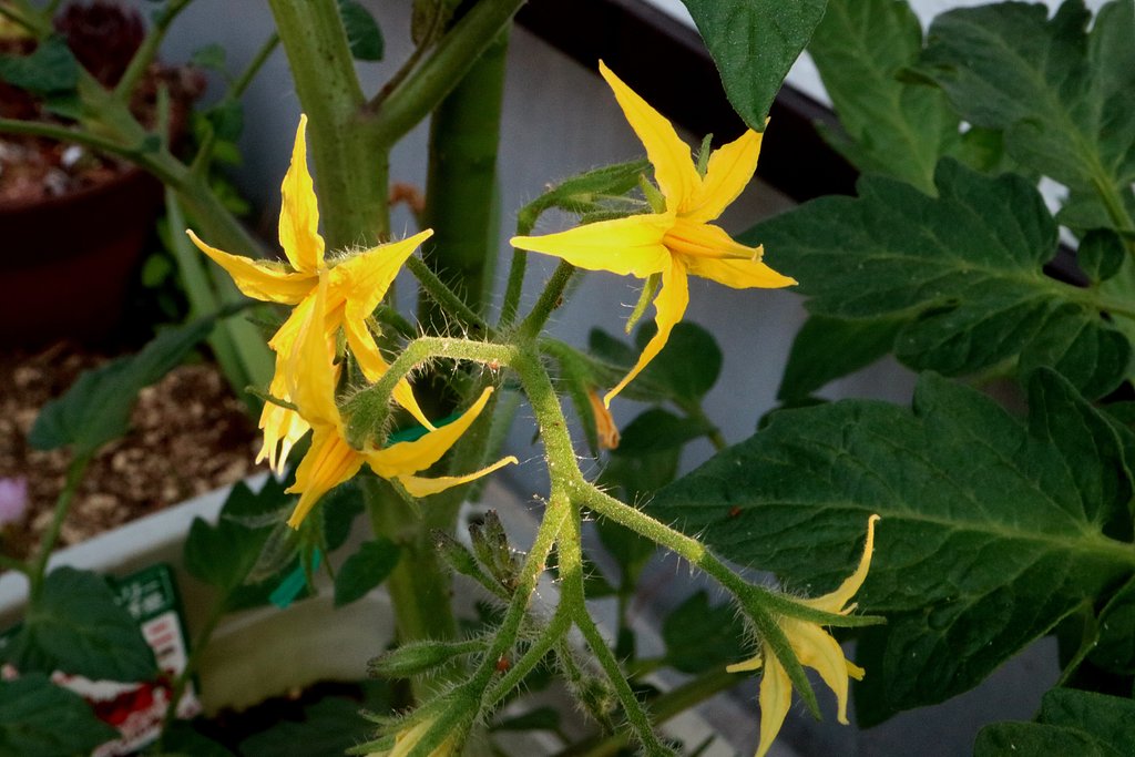トマトの花