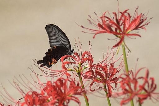 彼岸花と蝶Ⅱ