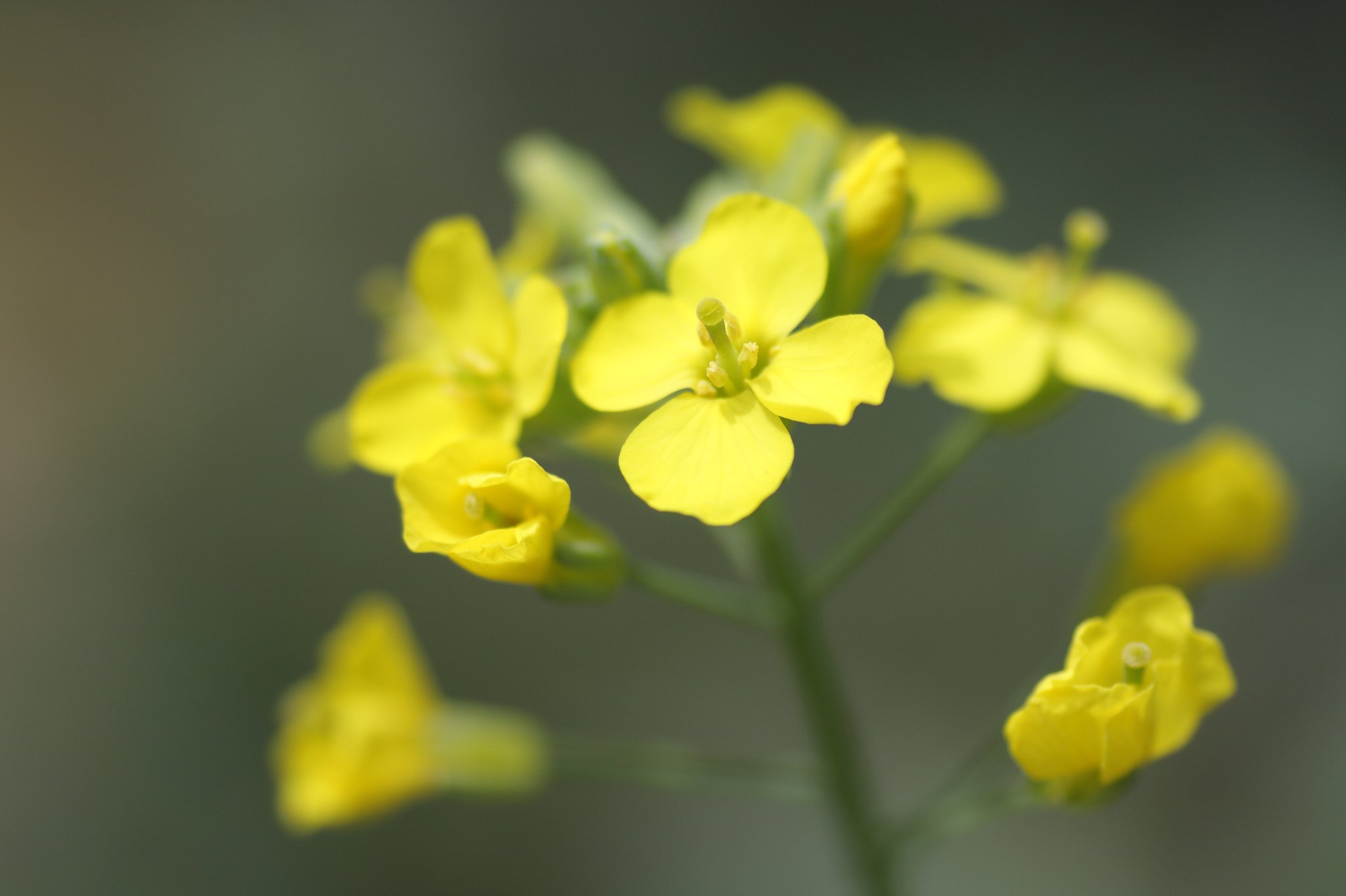 菜の花